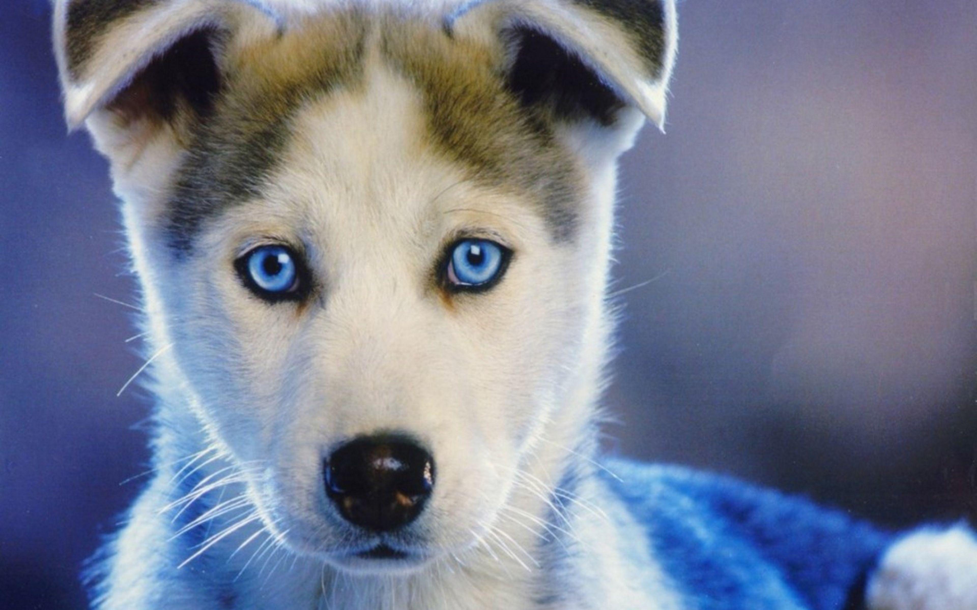 HD Background Siberian Husky Puppy Dog Blue Eyes Sled Huskies