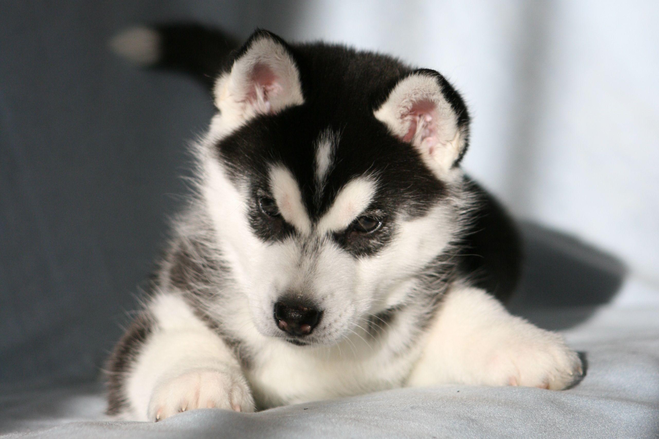 Husky Puppies Wallpaper Cutest Puppies