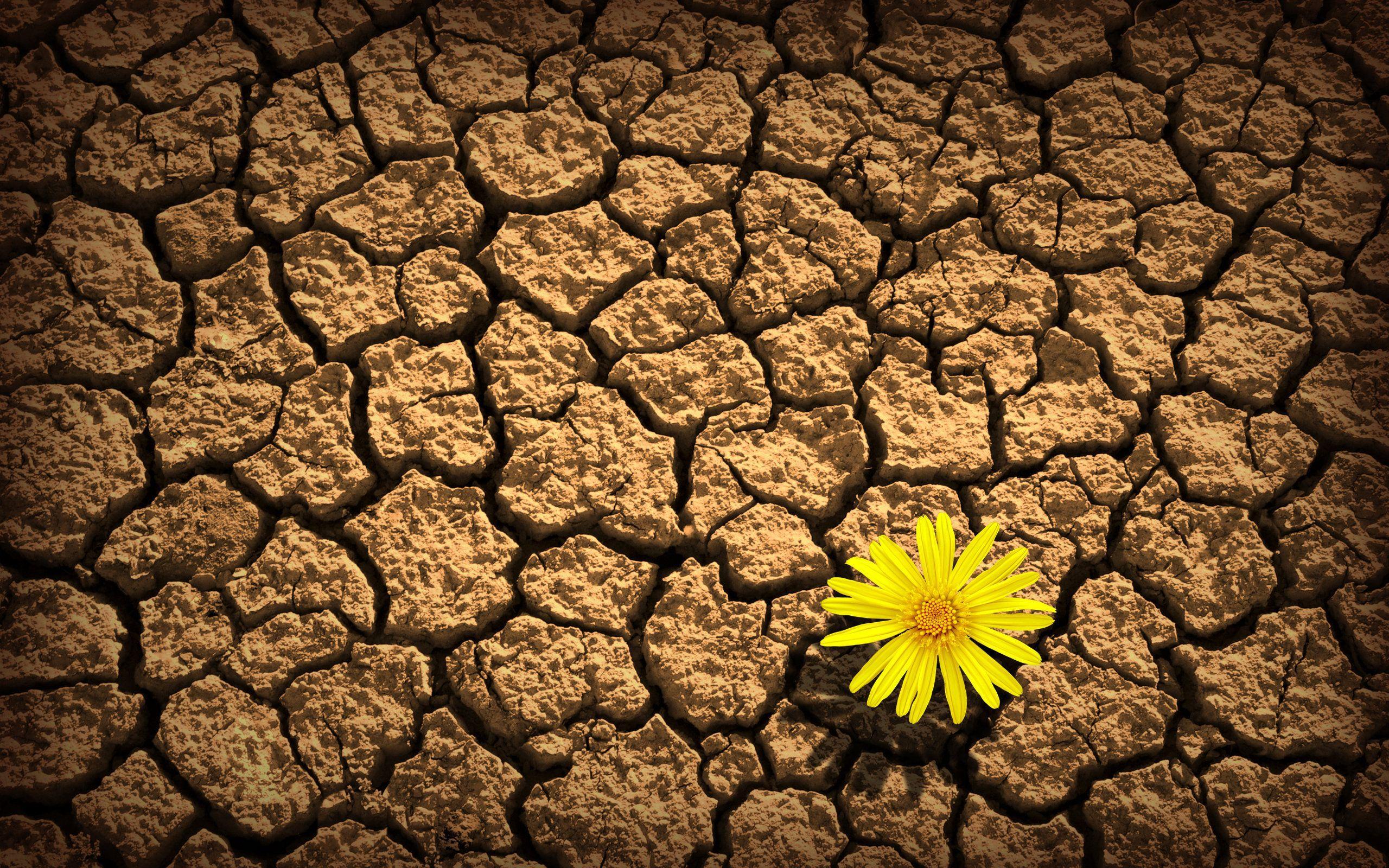 Roses Yellow Flower On Dry Soil Million Com 2560x1600