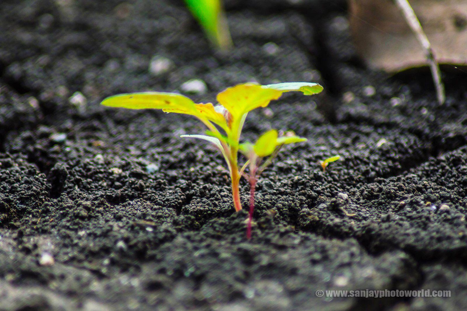 Sanjay Photo World: Growing plants from soil HD wallpaper
