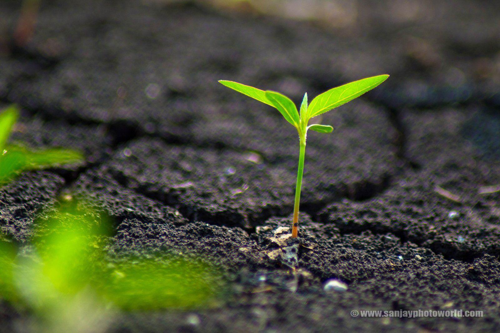 Sanjay Photo World: Growing plants from soil HD wallpaper