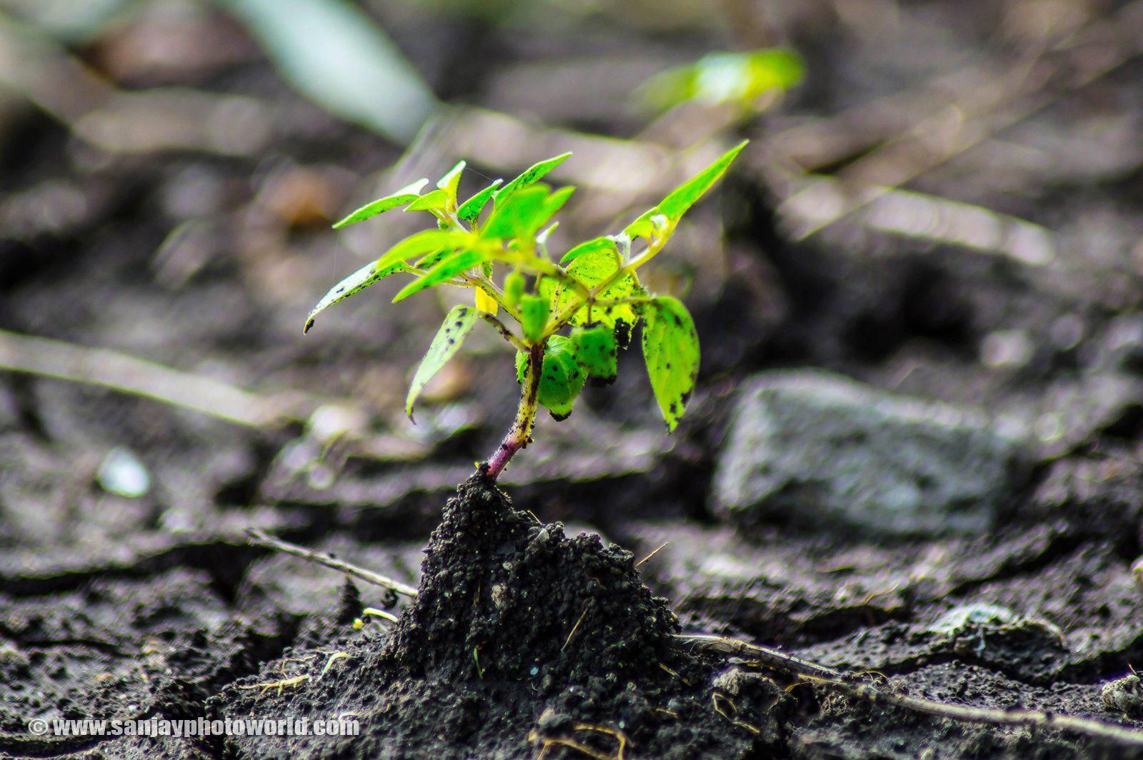 Sanjay Photo World: Growing plants from soil HD wallpaper