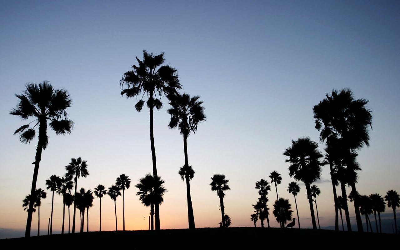 WB75 High Definition Palms Wallpaper, Palms Wallpaper