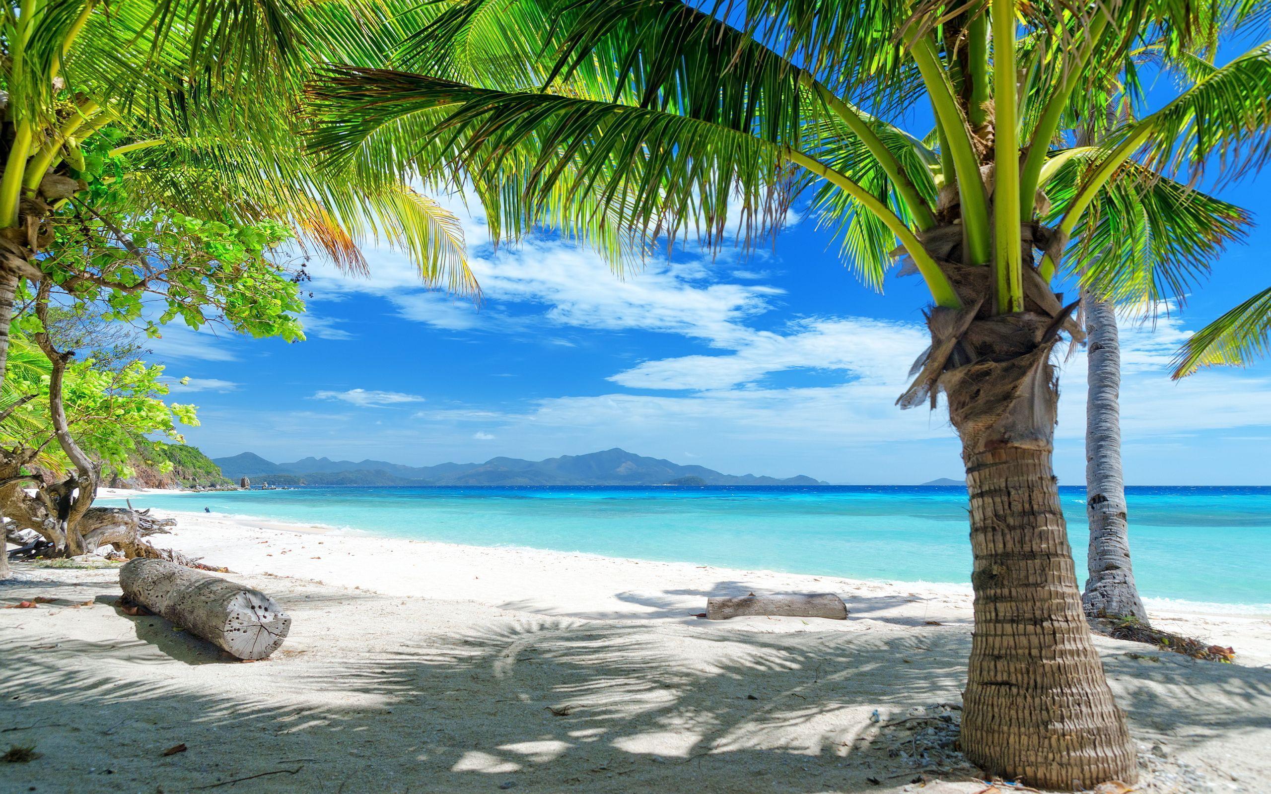 Tropical beach under palms Wallpaper