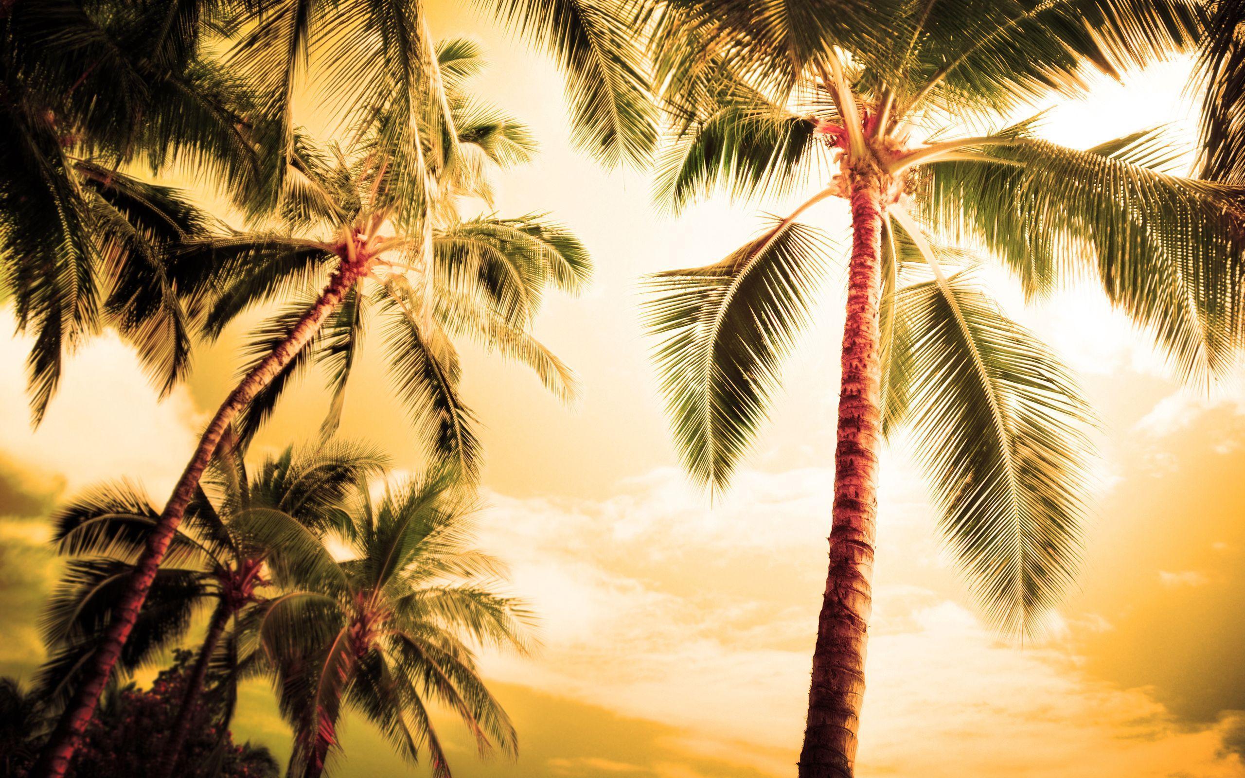 Summer palms wallpaper and image, picture, photo