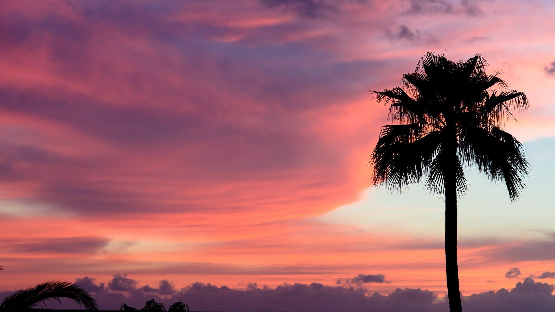 Sunset palms Wallpaper