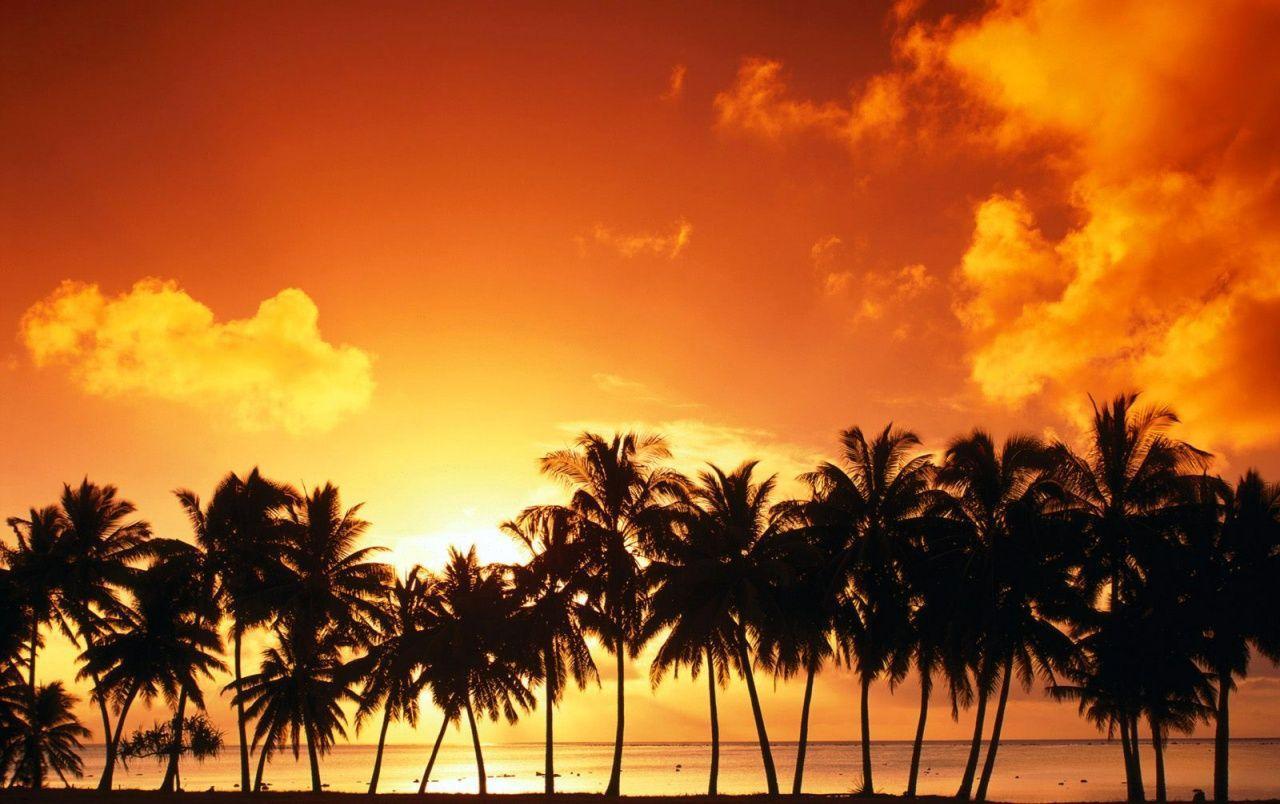 Sundown over palms wallpaper. Sundown over palms