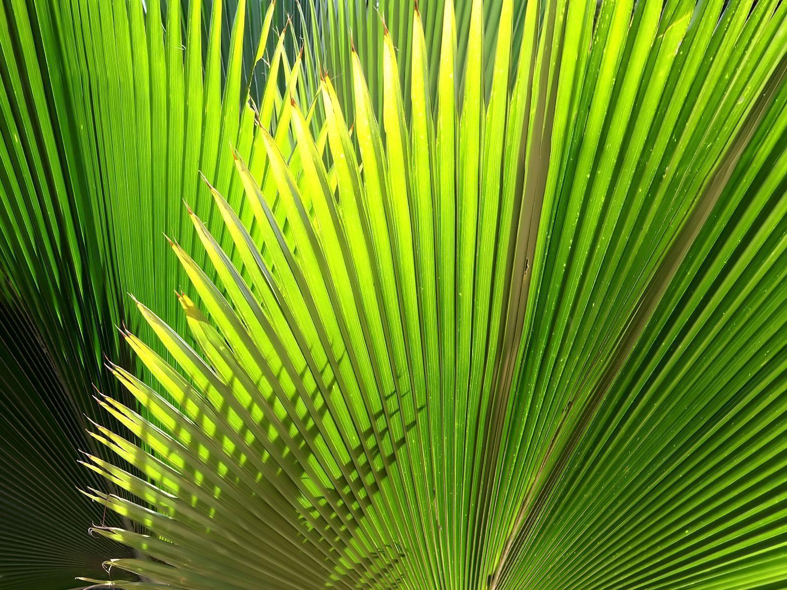 Lovely HD Palm Leaf Wallpaper