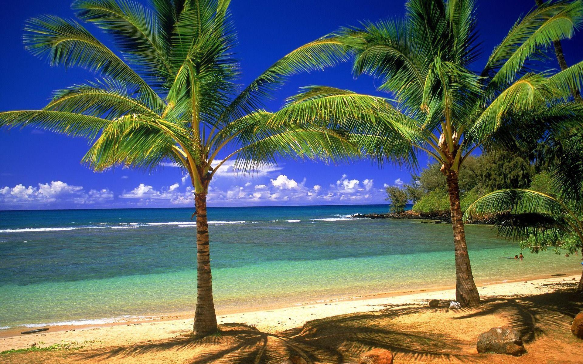 Palms on the beach wallpaper. Palms on the beach