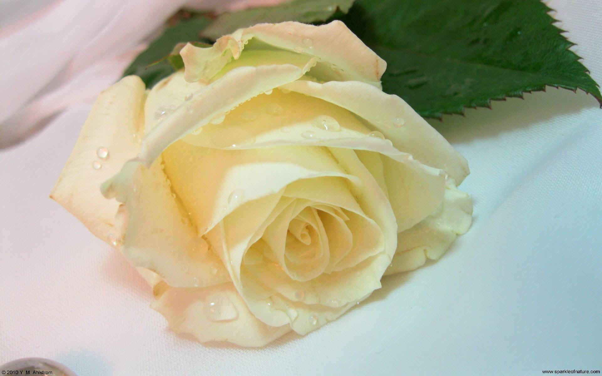 Ivory Rose Wallpapers - Wallpaper Cave