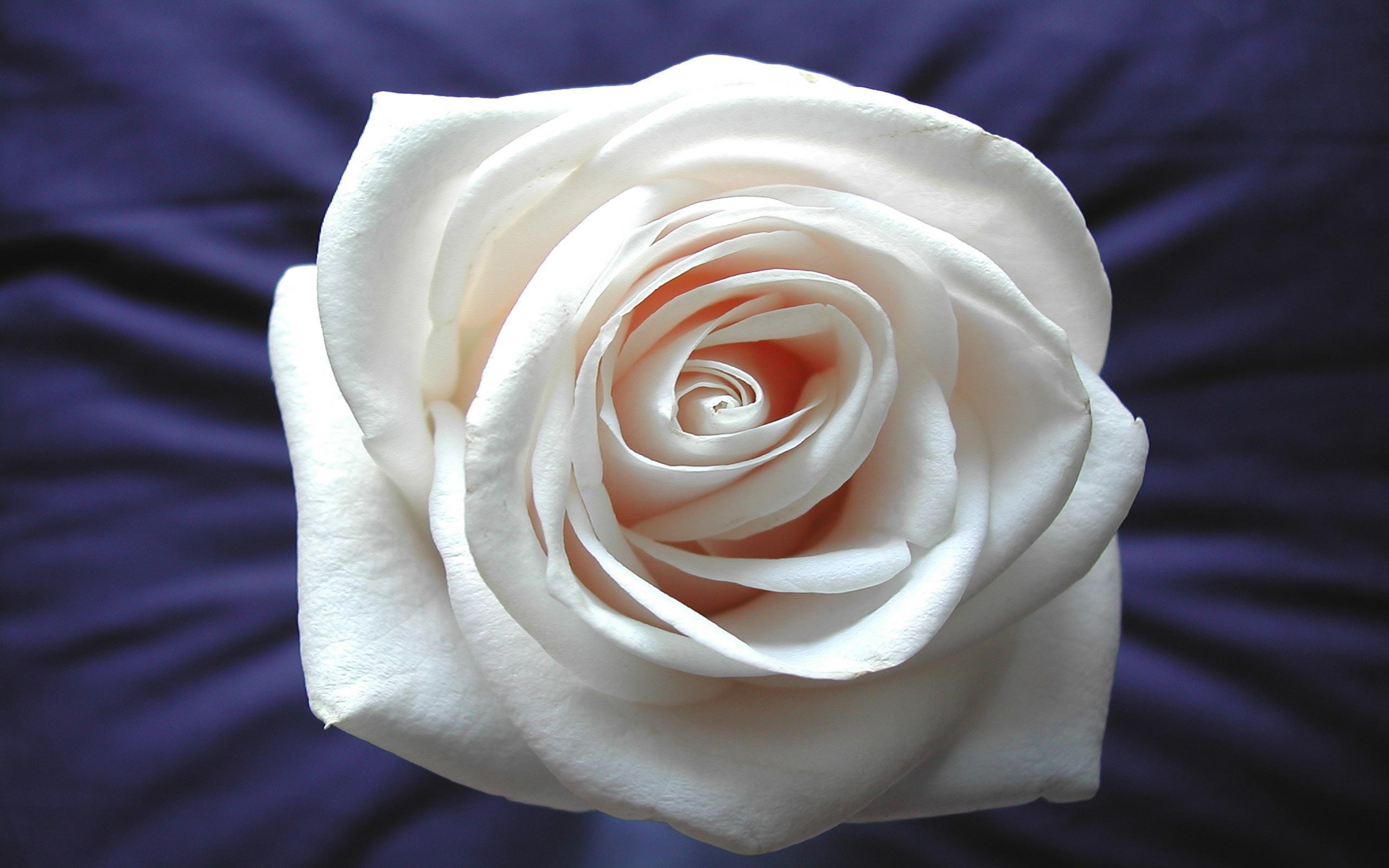 Ivory Rose Wallpapers - Wallpaper Cave