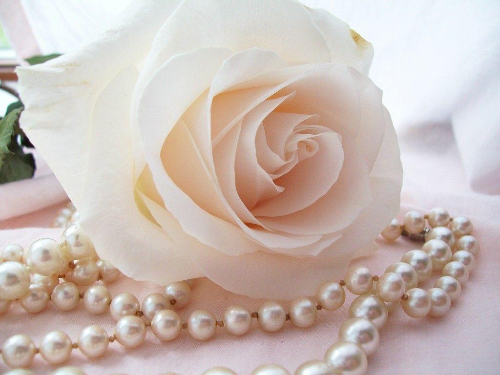 Flower: Ivory Rose Pearls Creamy Flower Exotic Desktop Background