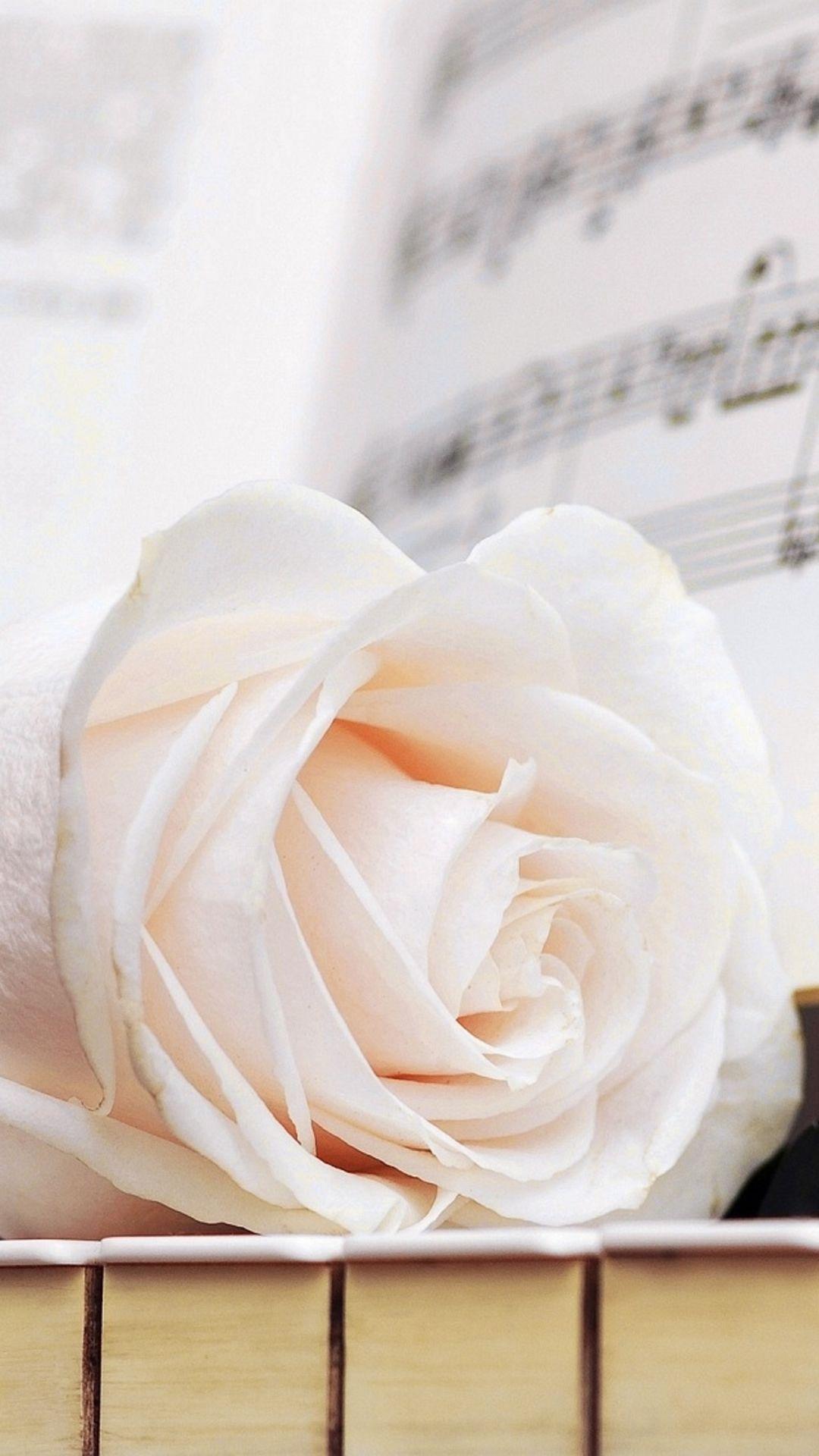 Pure Elegant Rose Flower Macro Music Note Book Piano. Art