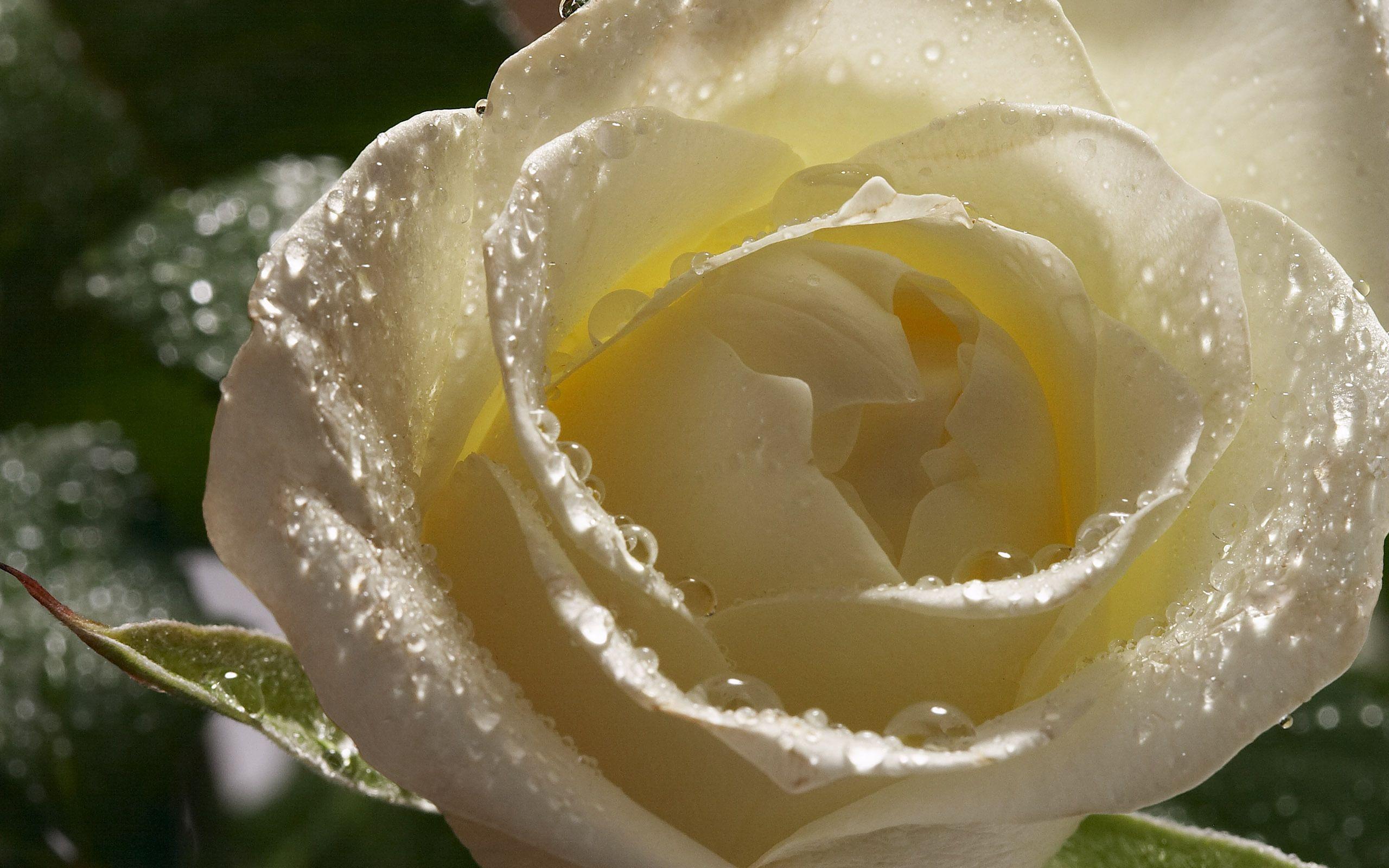 Ivory Rose Wallpapers - Wallpaper Cave