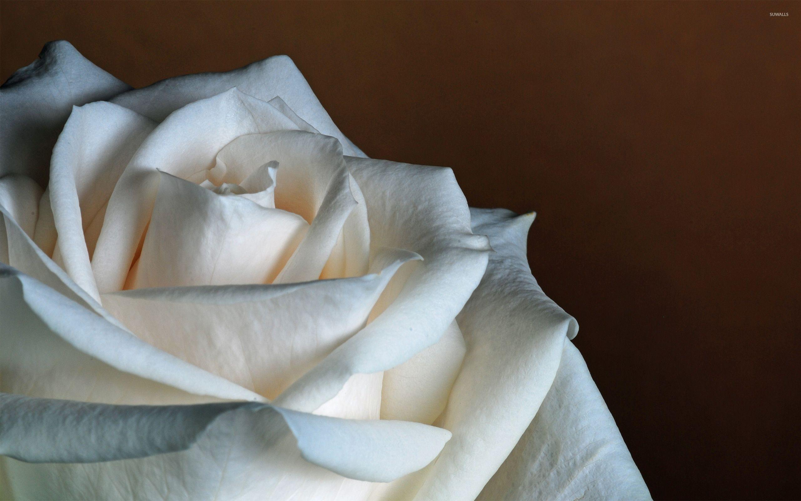 Ivory Rose Wallpapers Wallpaper Cave