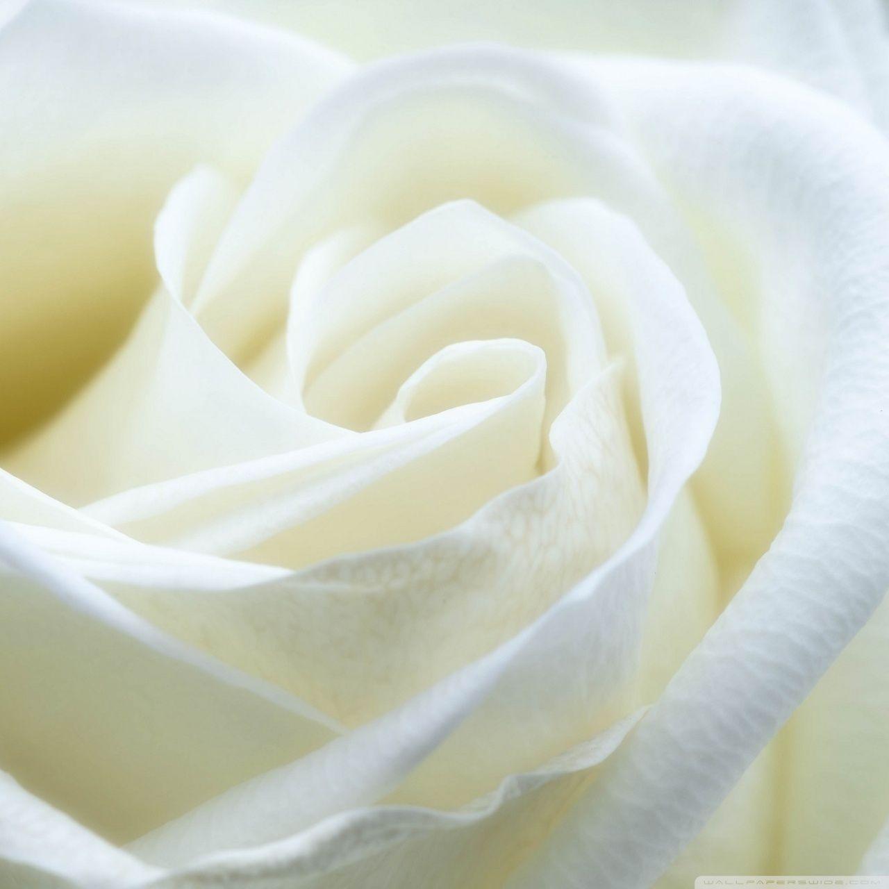 Ivory Rose Wallpapers - Wallpaper Cave