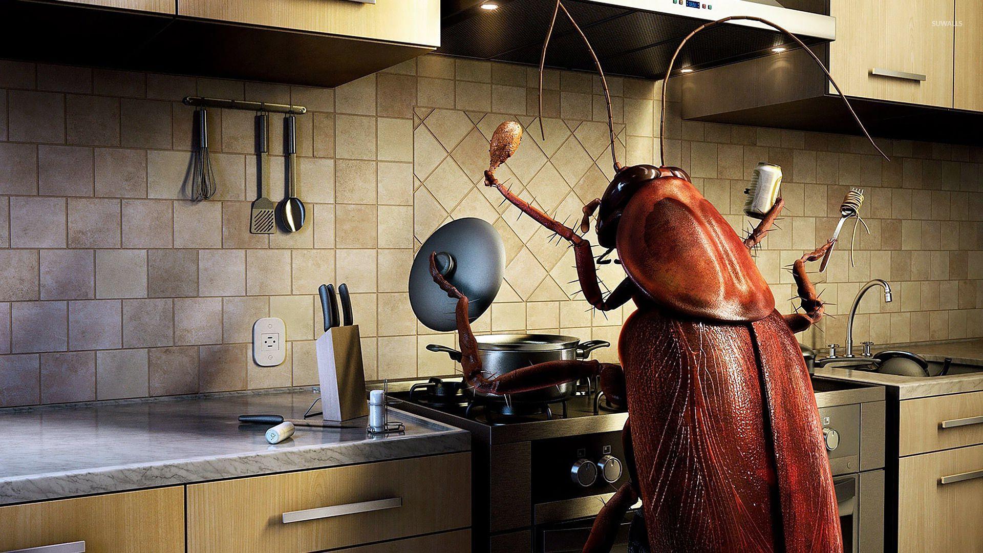 Insect cooking wallpapers