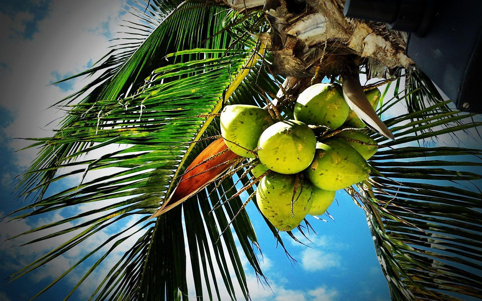 Coconut HD wallpapers free download  Wallpaperbetter