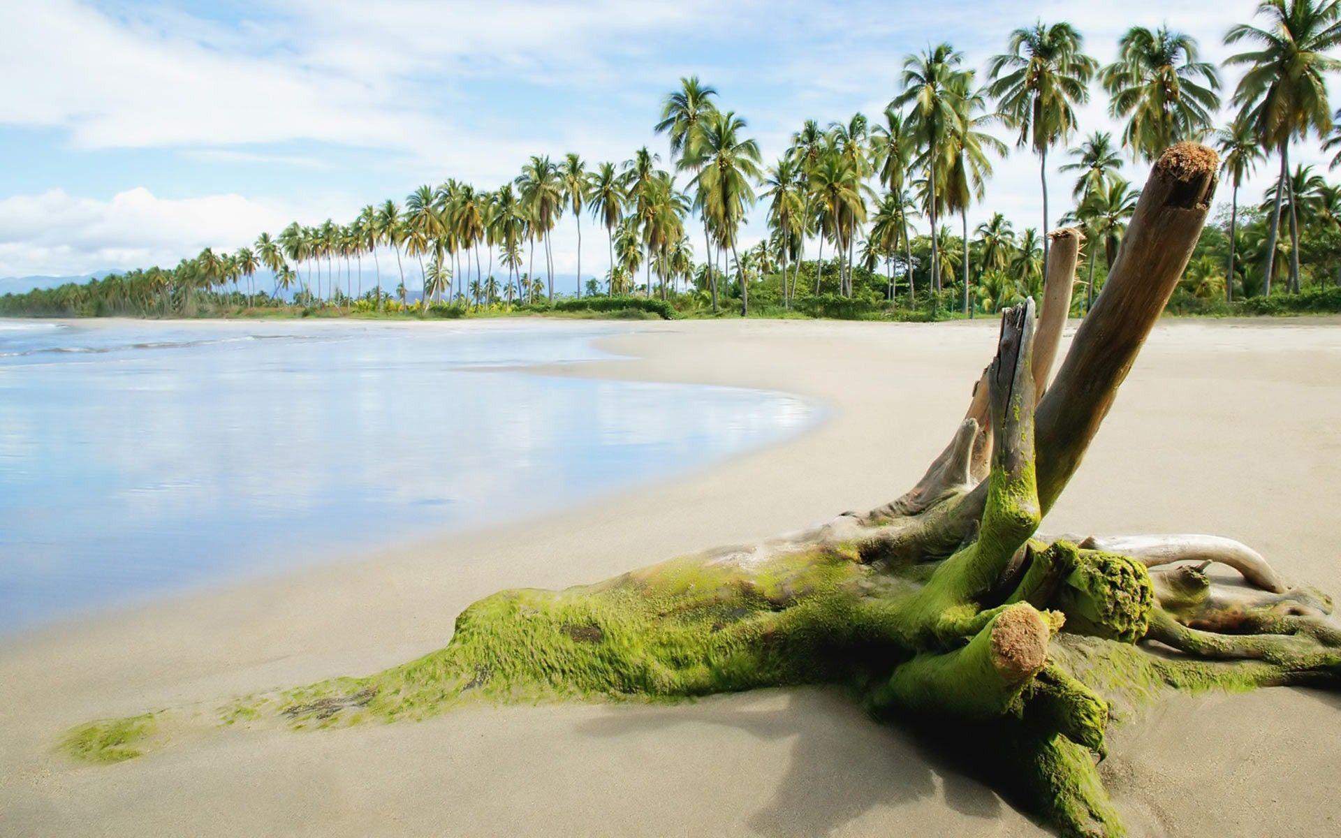 Beautiful Beach and Row of Coconut Trees
