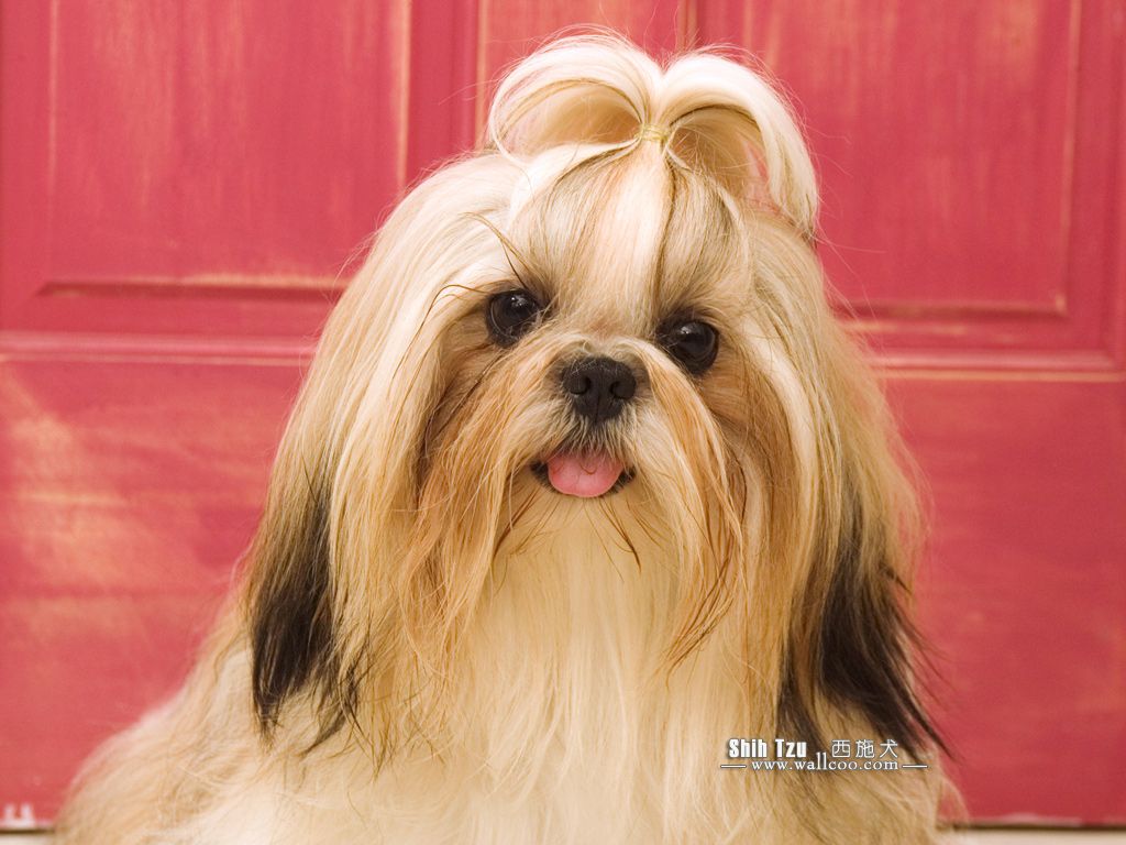 Shih Tzu Puppy Photo Tzu Dog wallpaper 1024x768 NO.3 Desktop Wallpaper