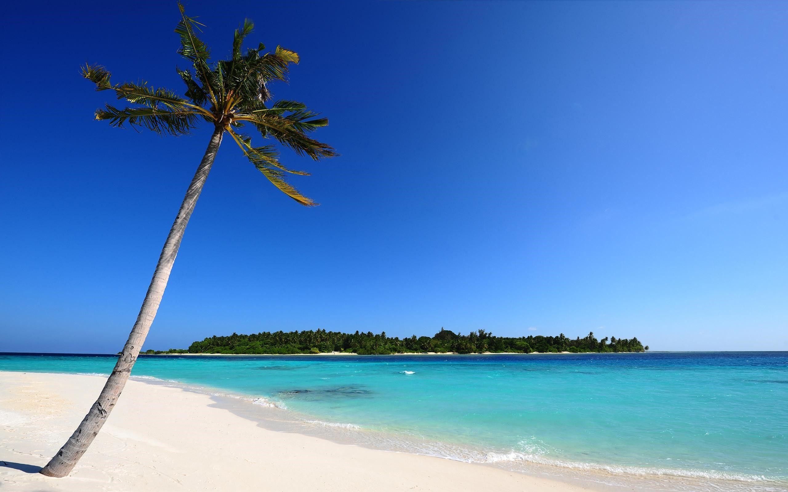 Beautiful Amazing Maldives Beach and Coconut Trees HD Nature