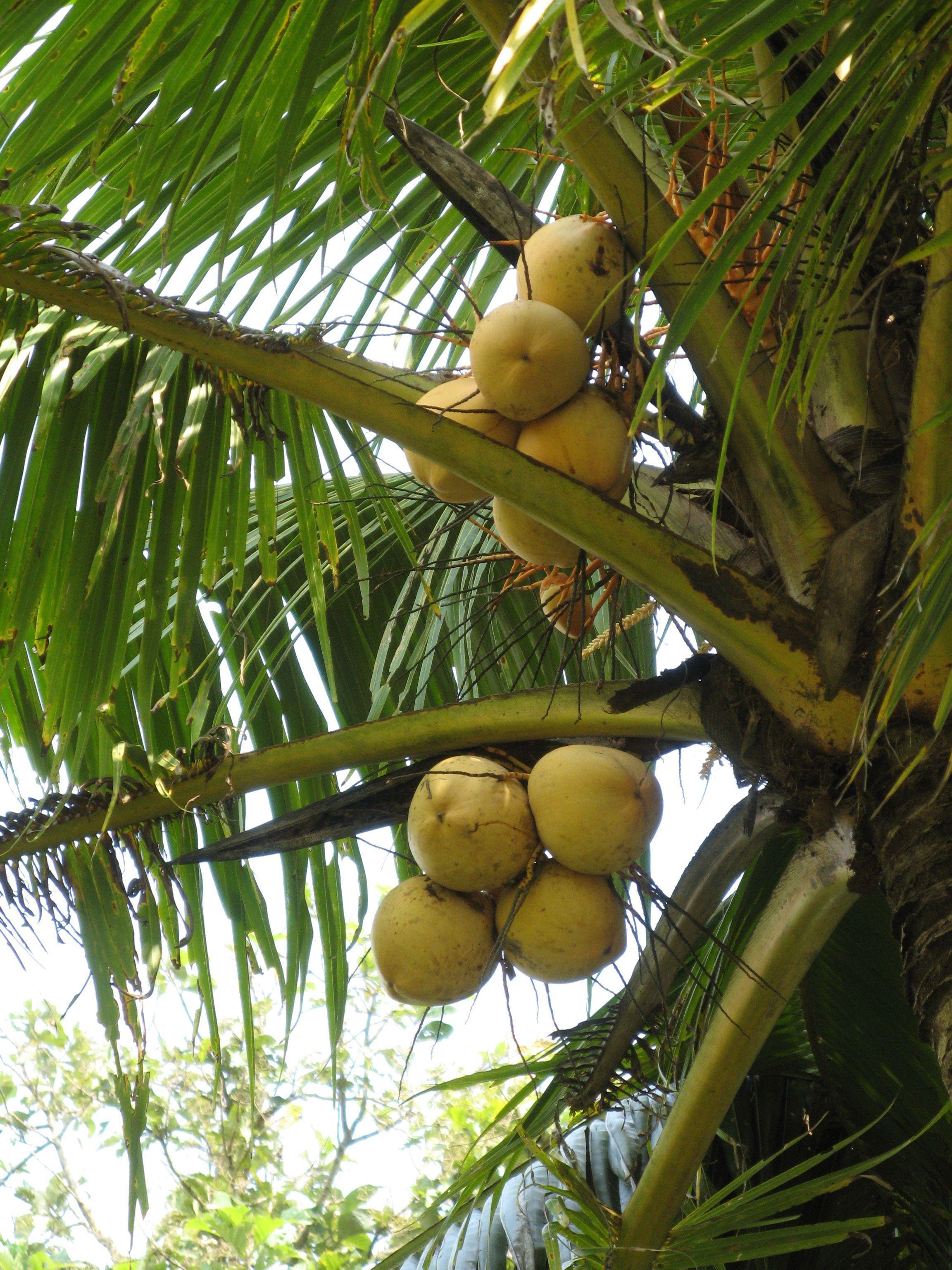 Coconut HD Desktop Wallpaper