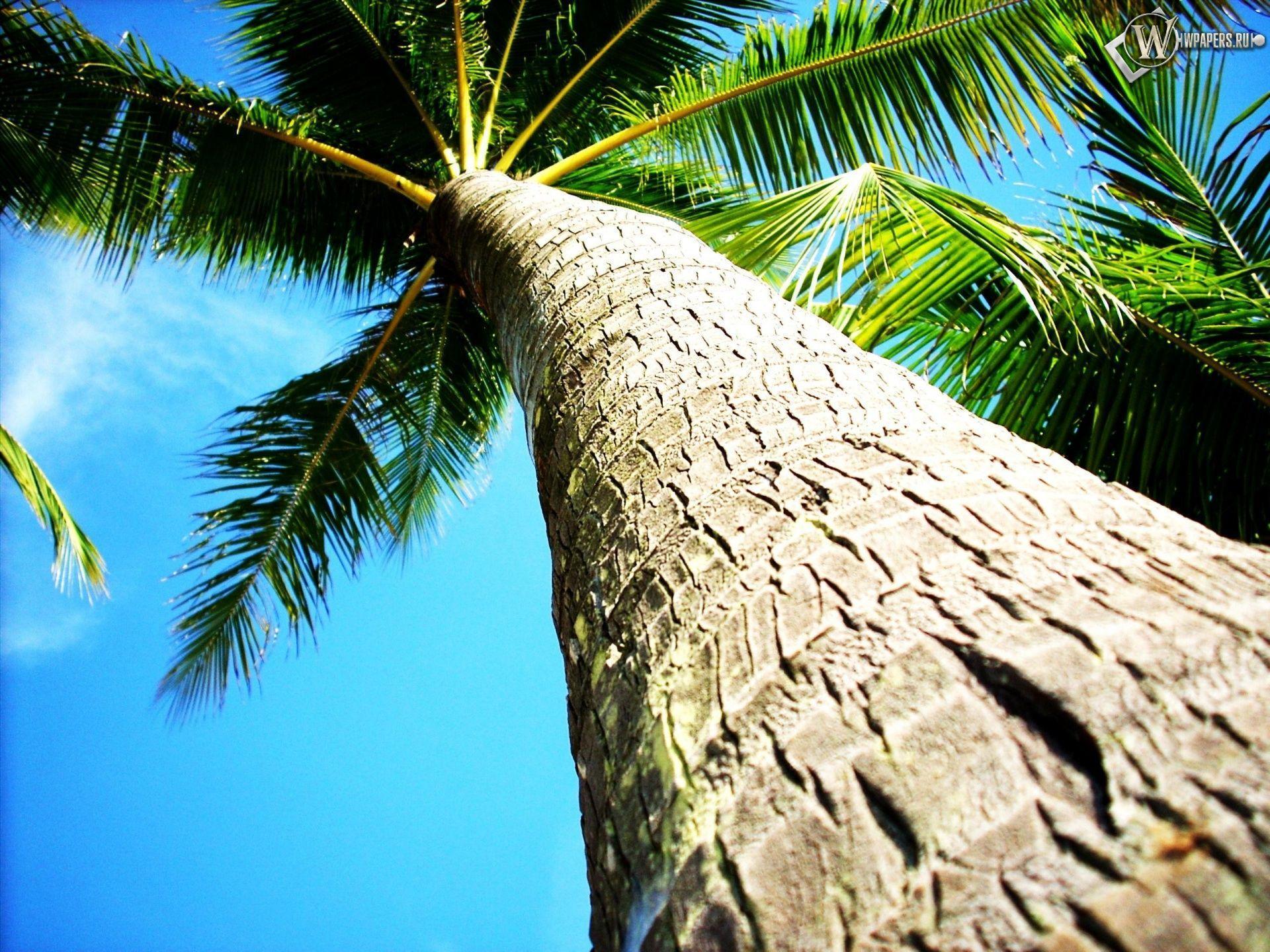 Coconut Tree Sunset