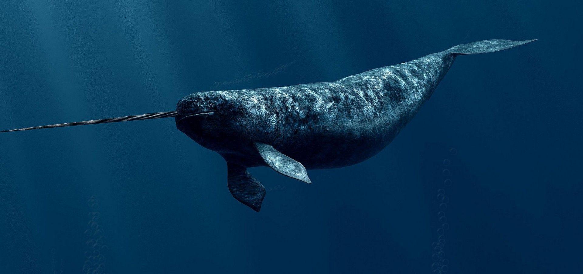 Narwhal Wallpapers Wallpaper Cave Images, Photos, Reviews