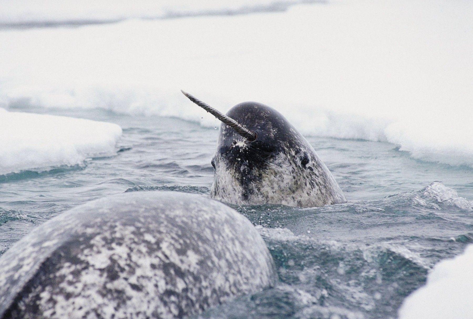 Narwhal Wallpaper Collection