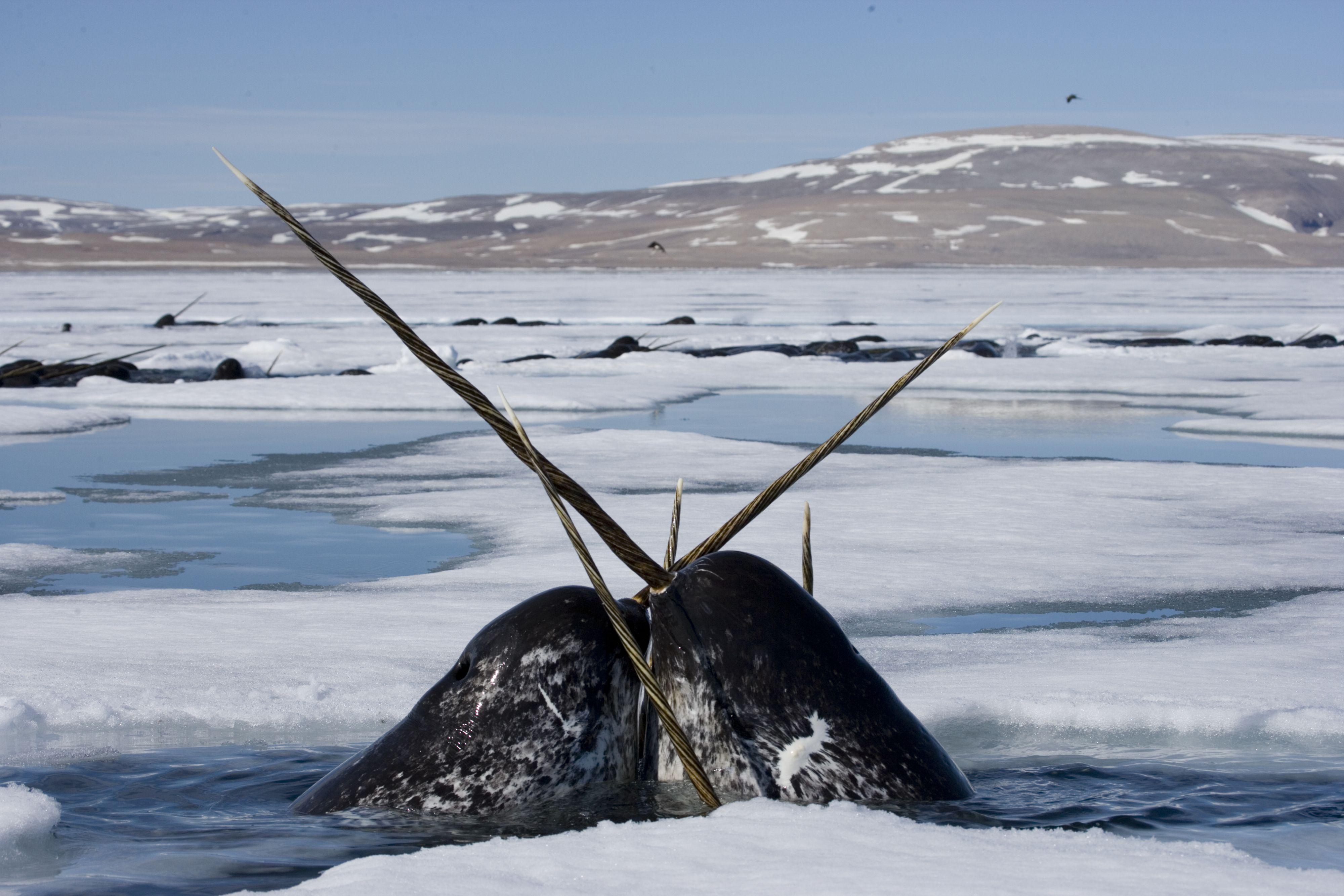Best HD Narwhal Wallpaper
