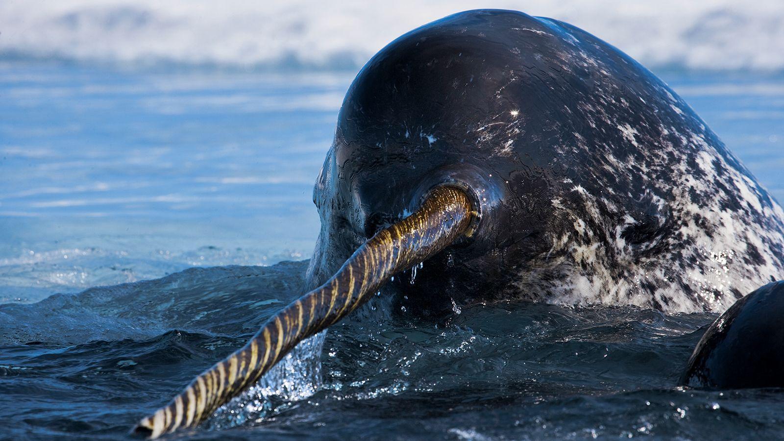 Narwhal Facts and Picture