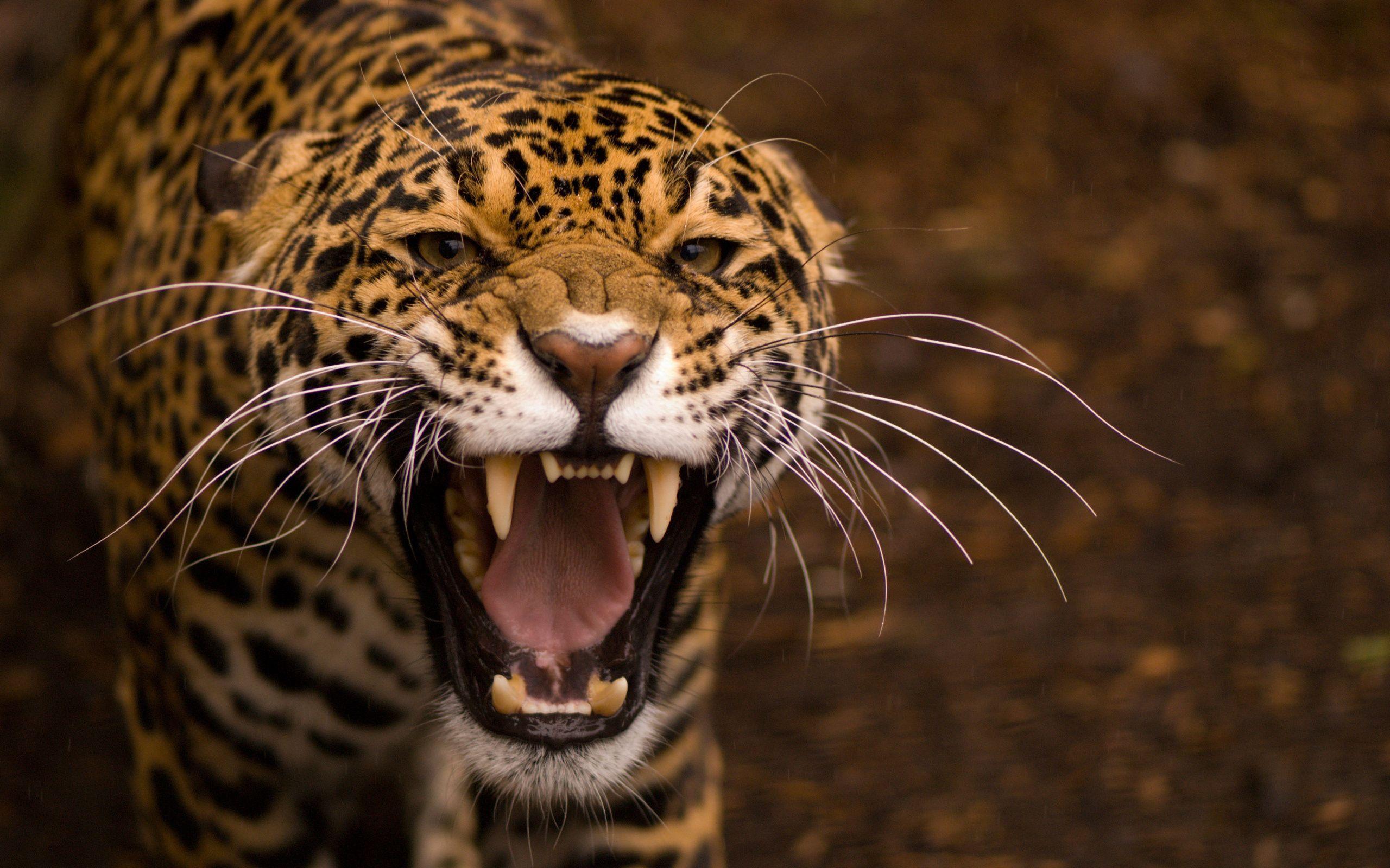 Cheetah, rage, strength Wallpaper download 2560x1600 pixel
