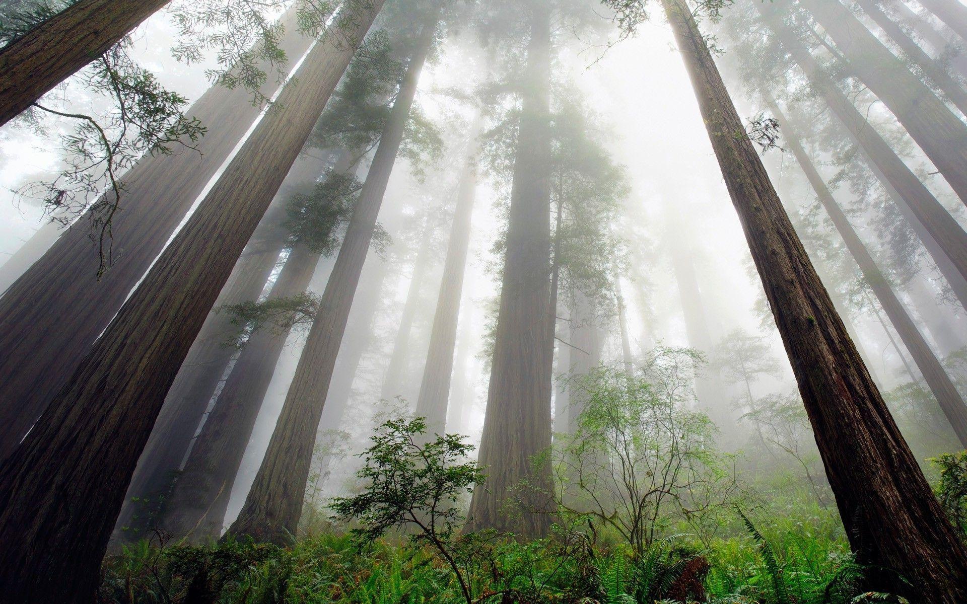 nature, Landscape, Redwood, Trees, Mist, Ferns, Shrubs, Forest