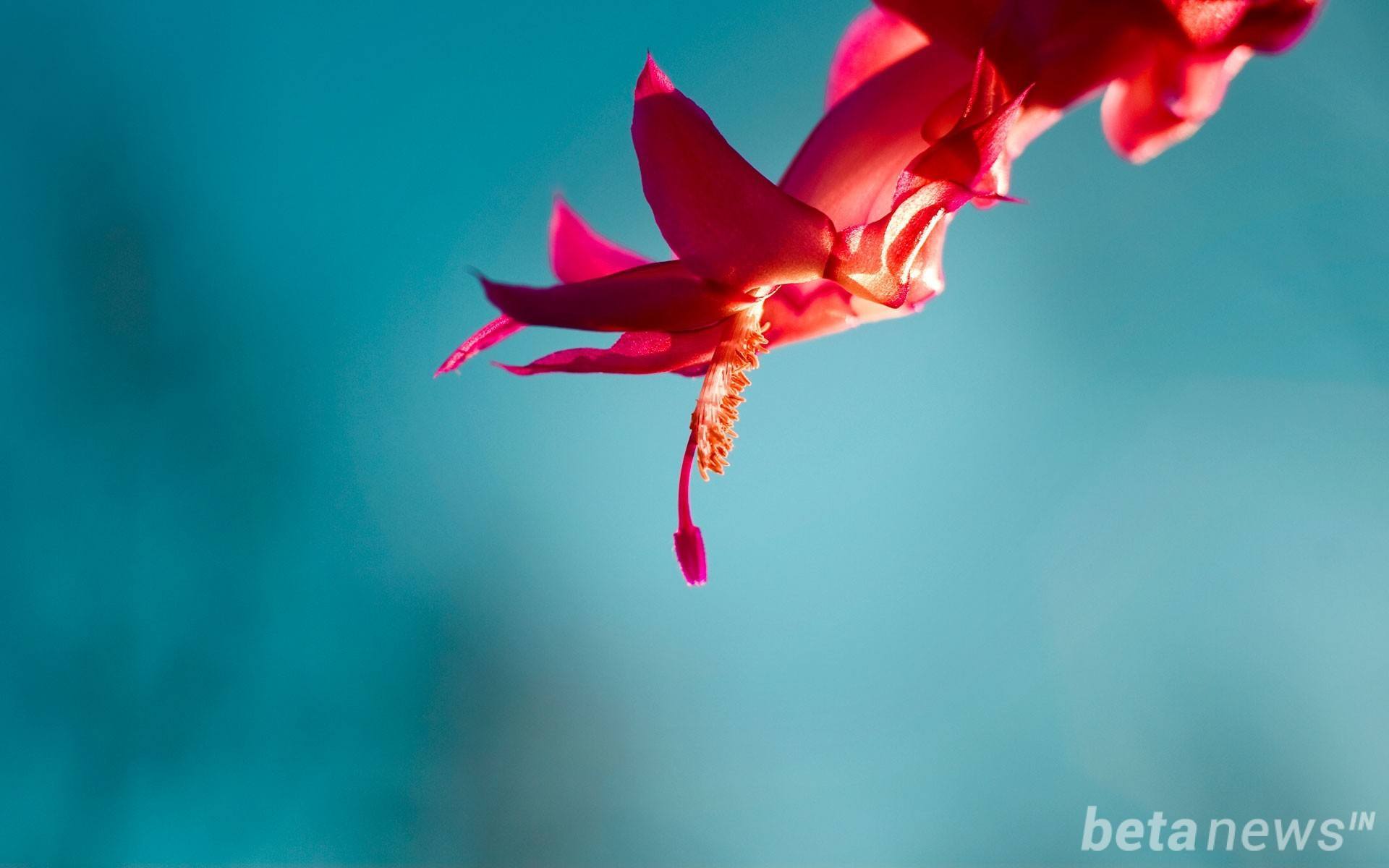 Download Windows 10 Wallpaper Pack (18 Win 10 Wallpaper)