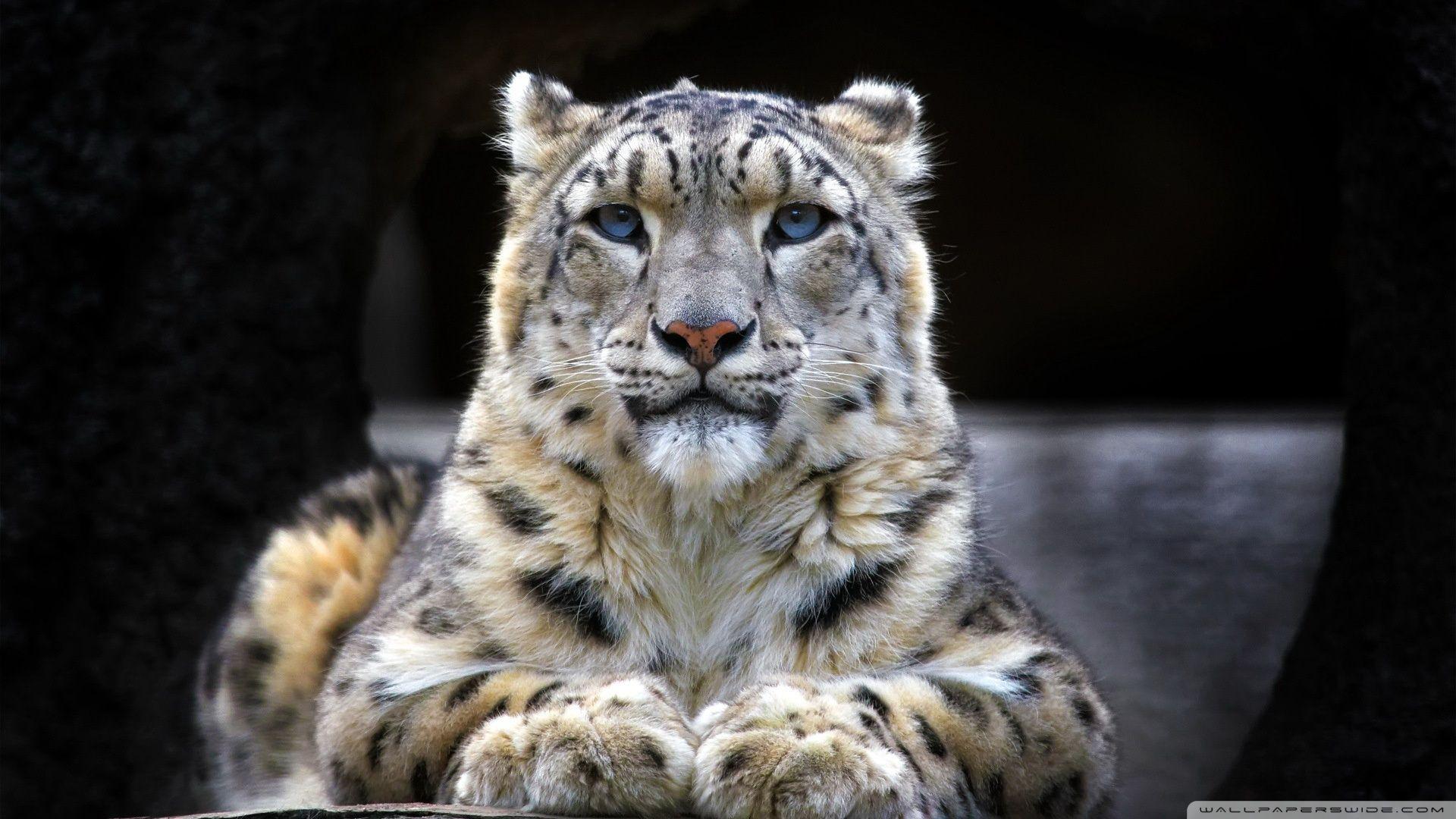 Snow Leopard Sitting On A Rock ❤ 4K HD Desktop Wallpaper for 4K