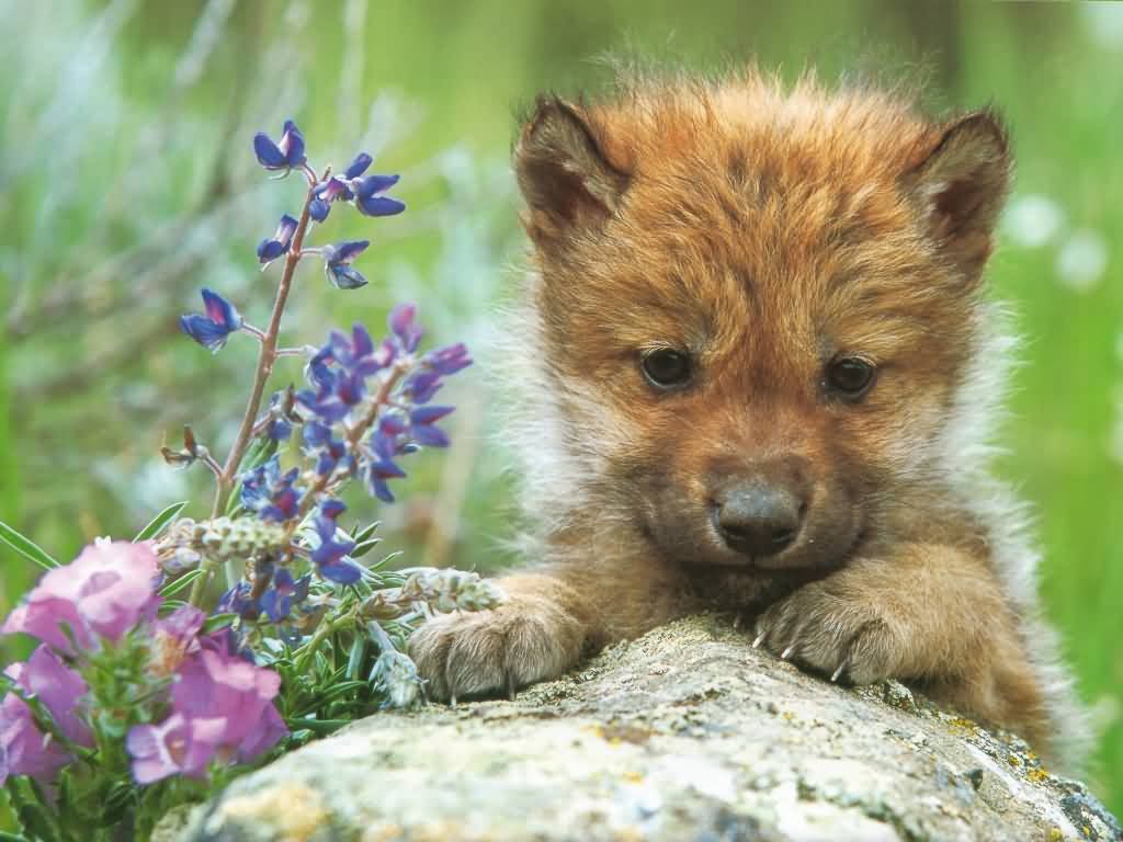 Baby Wolf<3. (KO) What a precious baby! I wonder if he knows how
