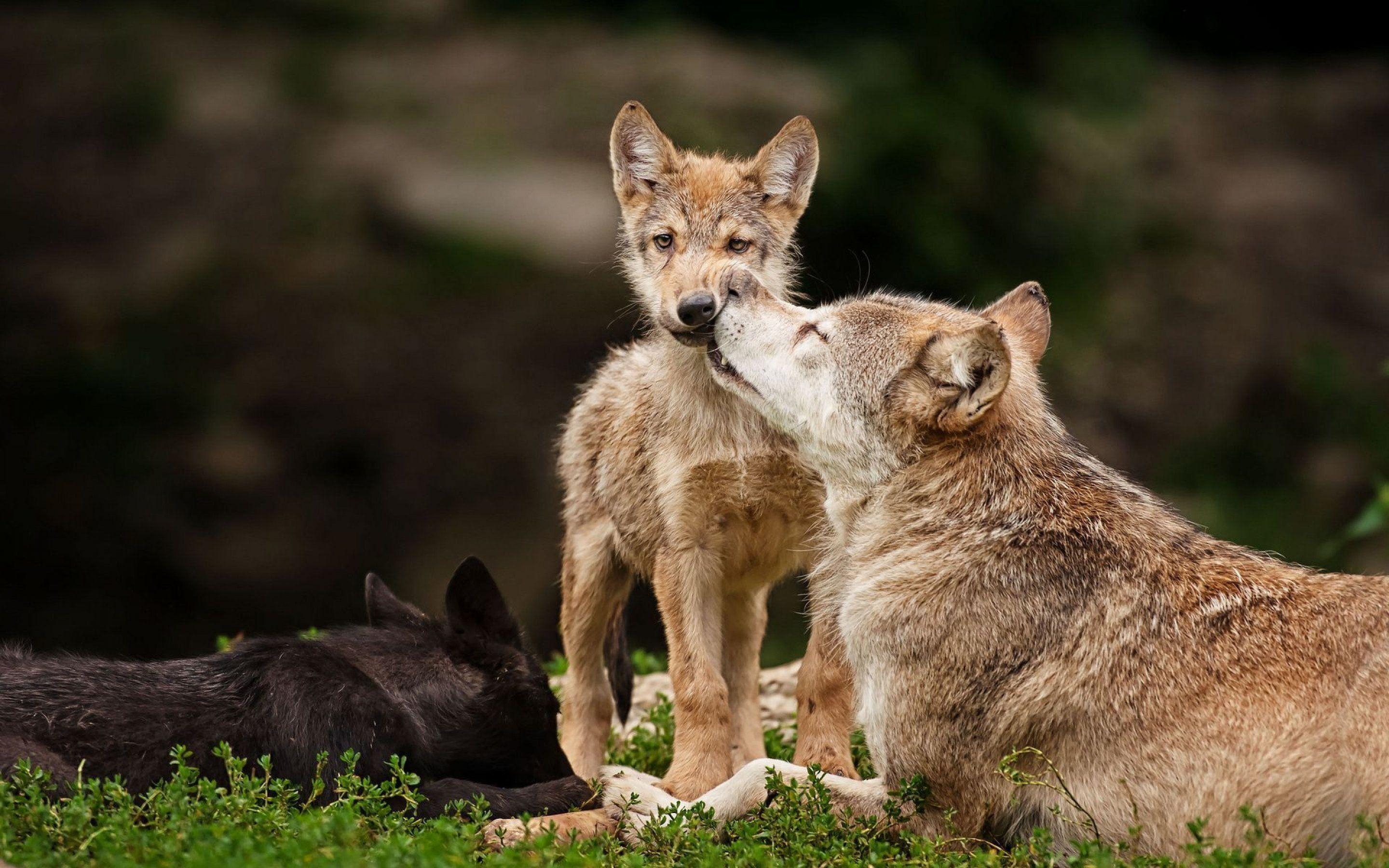 Wolf wolves predator carnivore puppy puppies baby f wallpaper