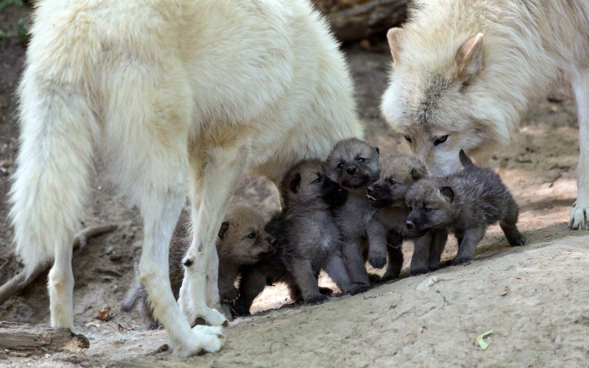 Wolf Puppies Wallpaper