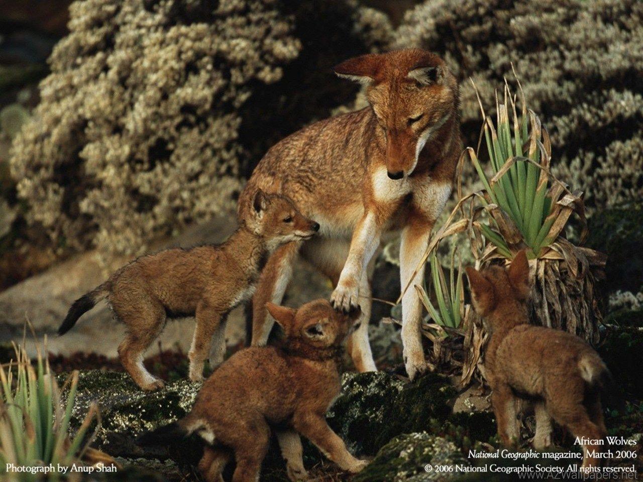 Animals National Geographic Baby Wolf Wallpaper Desktop Background
