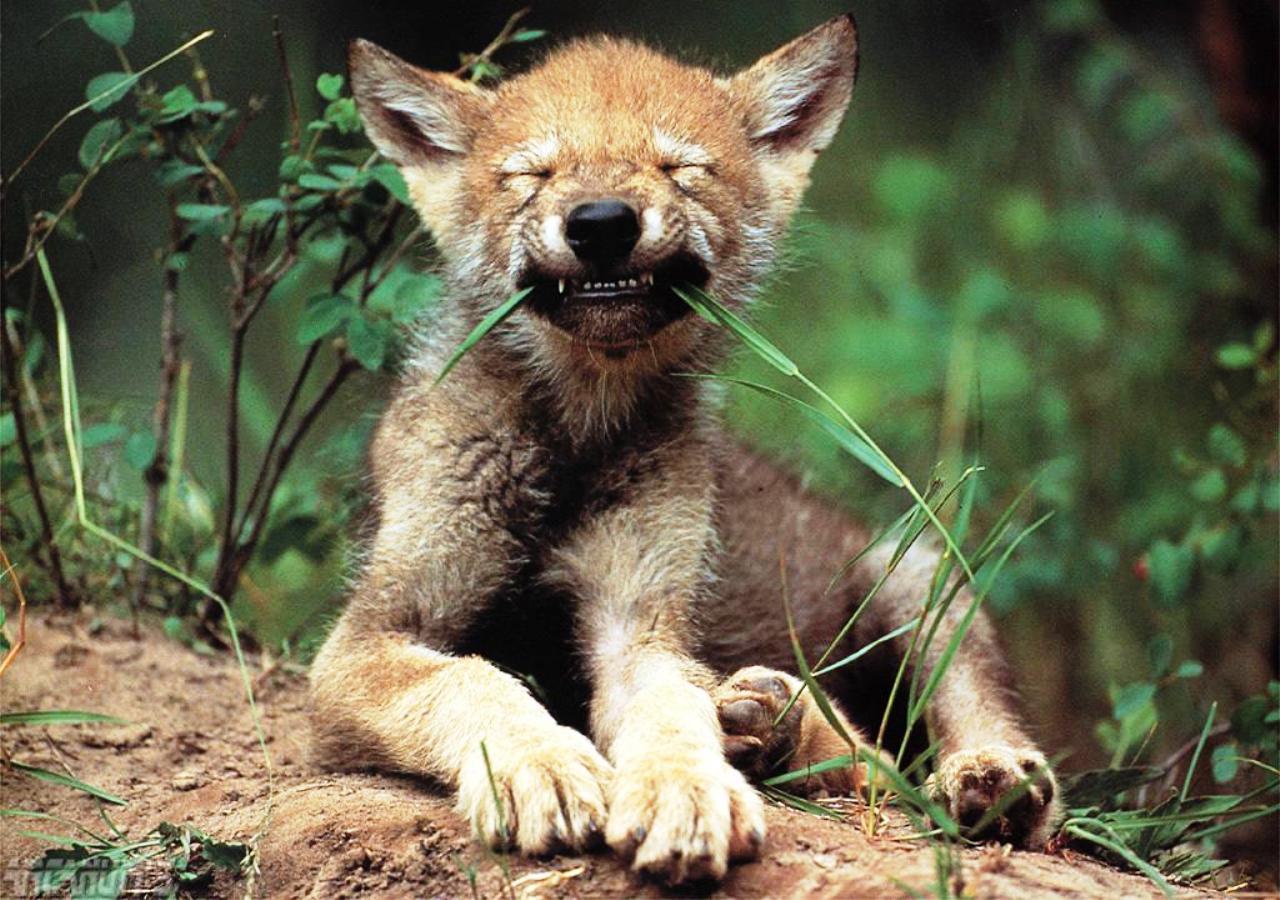 baby wolf. Baby wolf wallpaper. Wolf. Wolves