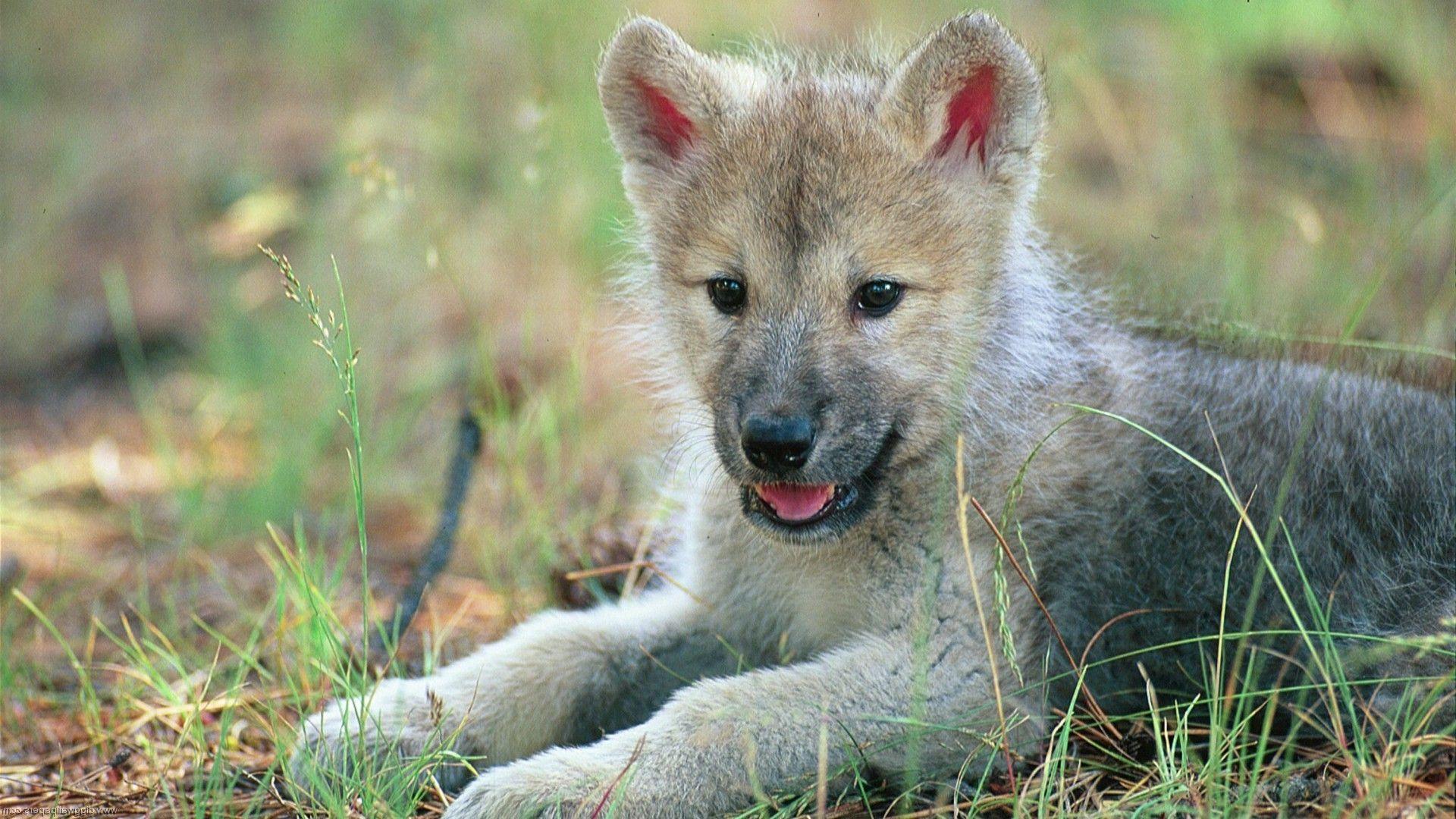 animals, Wolf, Baby Animals, Cubs Wallpaper HD / Desktop