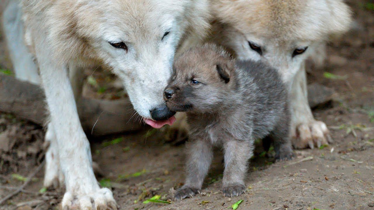 1920x1200px Baby Wolf (1247.77 KB).06.2015