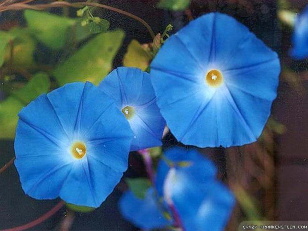 Morning Glory Wallpapers - Wallpaper Cave