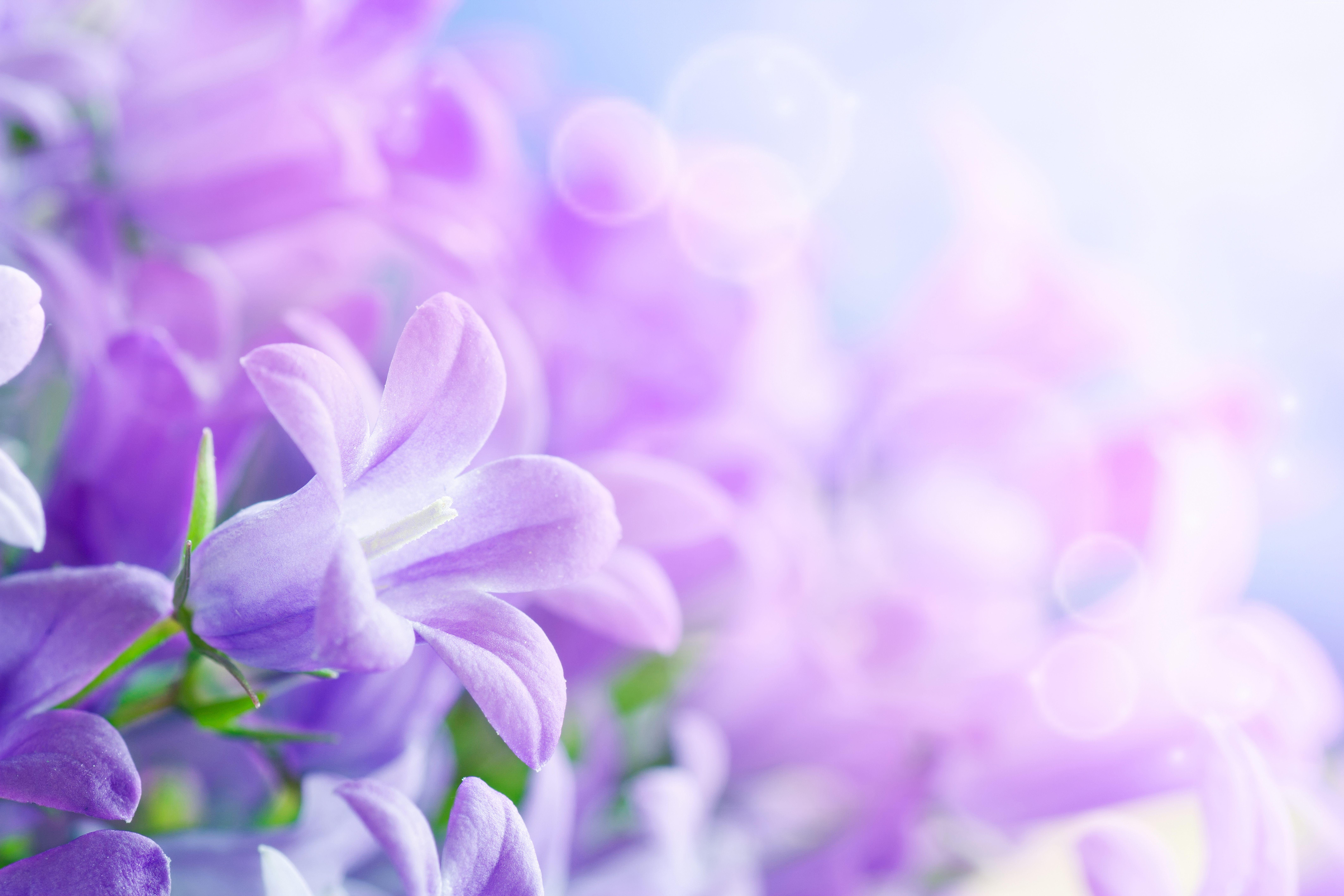 Wallpaper Morning glory, 5k, 4k wallpaper, 8k, purple, flowers