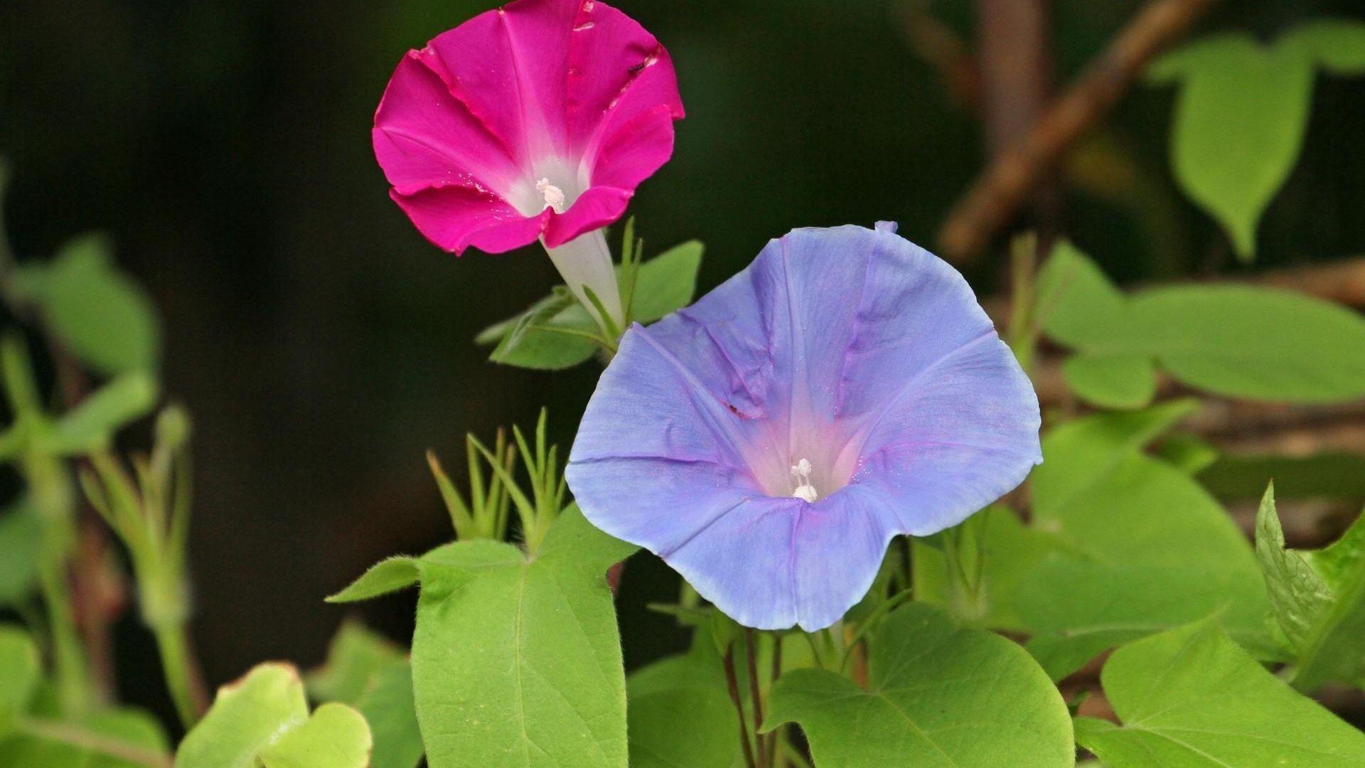 Full HD 1080p Morning glory Wallpaper HD, Desktop Background