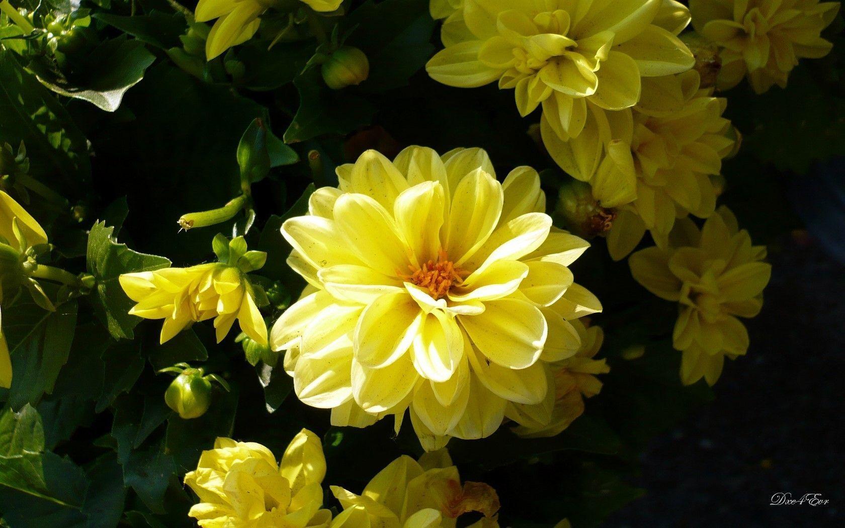 Flower: Flower Yellow Summer Glory Flowers HD Wallpaper Gallery