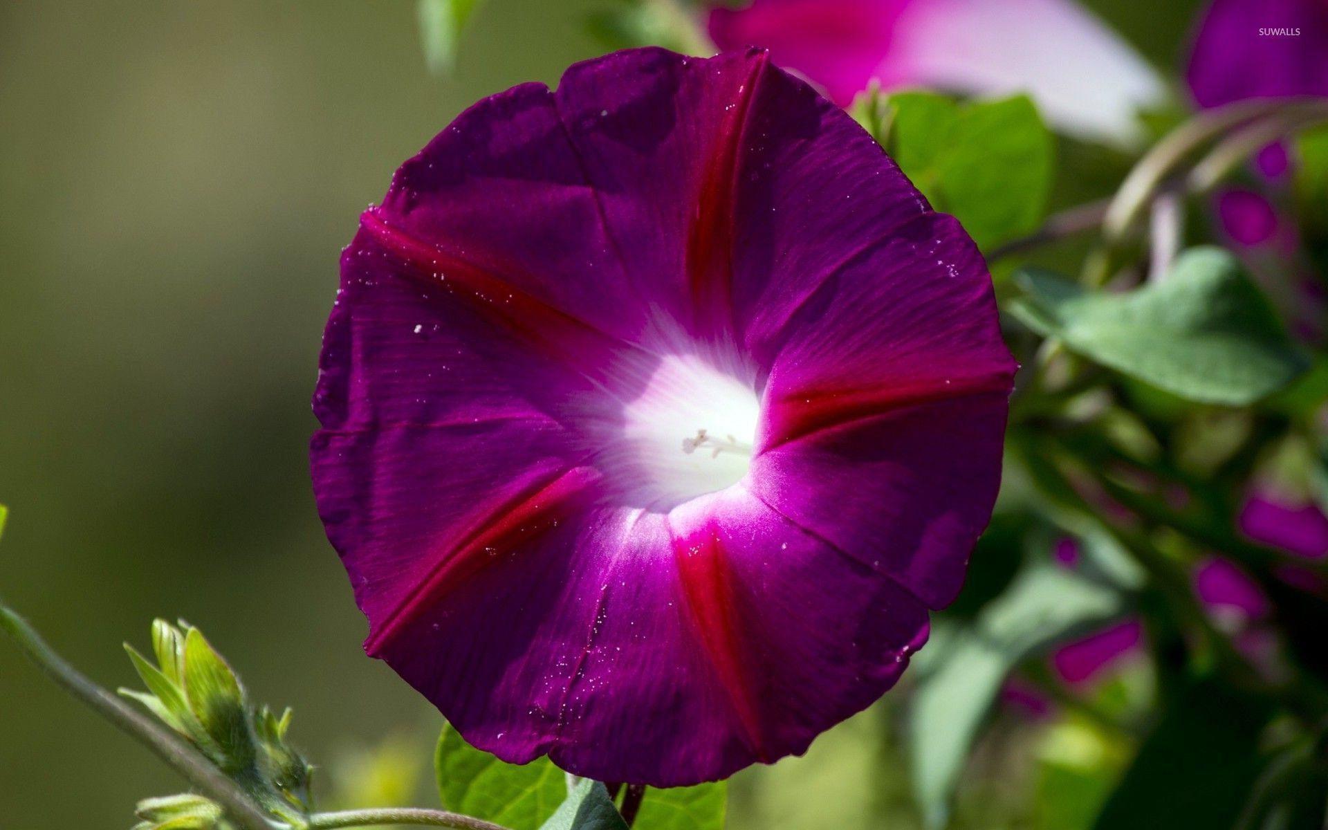 Morning glory wallpaper wallpaper