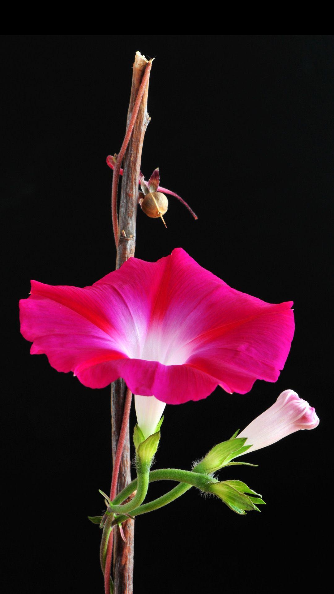 Glory Galaxy Note 3 Wallpaper