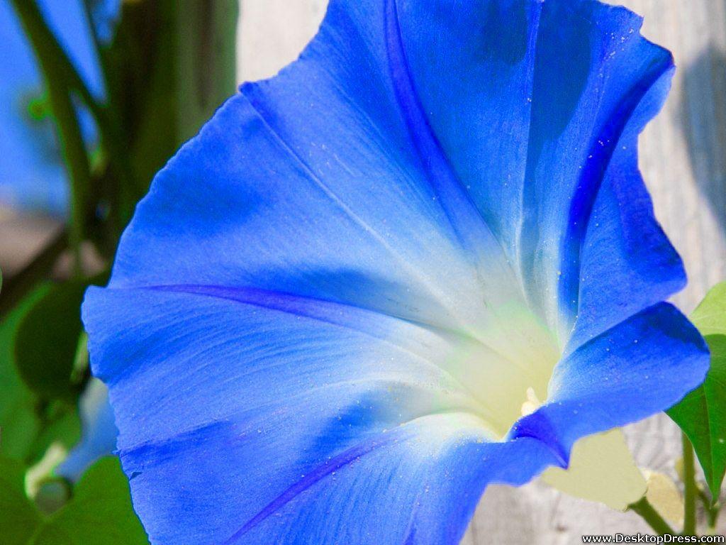 Desktop Wallpaper Flowers Background Morning Glory