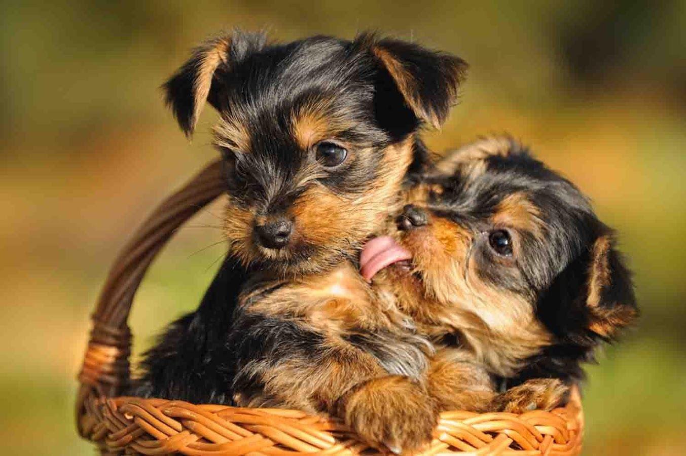 Yorkie Puppy Wallpaper Apps on Google Play